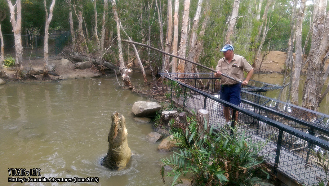 Hartley's Crocodile Adventure, June 2015: Crocodile Feeding Show